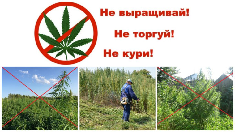 О недопустимости культивирования наркосодержащих растений. О недопустимости культивирования наркосодержащих растений.
